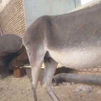 دو راس خر الاغ شیری کره دار جوان چاق|حیوانات مزرعه|رامند, |دیوار