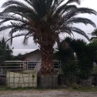 انواع نخل فونیکس پالم فینیکس یوکا|گل و گیاه طبیعی|سلمانشهر, |دیوار