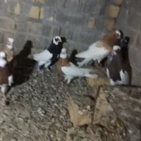 وقت نداشتن رسیدگی