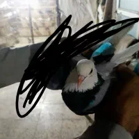 کفتر شازده سبز ماده ننه بابا دار معاوضه