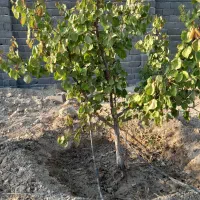 ۲۵۰متر درختی باغ و باغچه متراژ های مختلف  سندتکبرگ