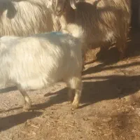 بز ۲۰عدد دامازدغ همراه با۵عدد بزغاله