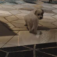 توله سگ|سگ|تهران, فلسطین (میدان انقلاب)|دیوار