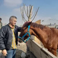 اسب نریون
