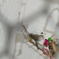 طوطی برزیلی