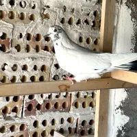 کبوتر جوزی دم سیاه