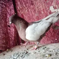 سینه ای خوشرنگ دورگ