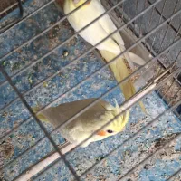 عروس هلندی ۶ ماهه