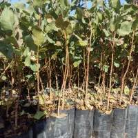 مزکز،فروش،نهال|خدمات باغبانی و درختکاری|استهبان, |دیوار