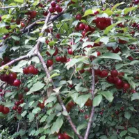 آبغوره و رب آلوچه|خوردنی و آشامیدنی|لاهیجان, شهرک سلمان فارسی|دیوار