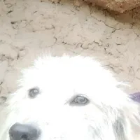 گمشده