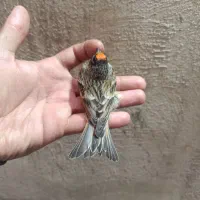 گلبسر جوجه و‌کهنه