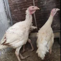 بوقلمون بیوتی 2 تا 3 ماهه