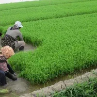 برنجت ضعیفه  وقتشه خاک شالیزارتو تقویت کنی