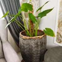 گل بابا آدم