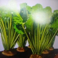 بارگیری و حمل محصول چغندر به کارخانه قند