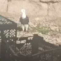 300|پرنده|خفر, |دیوار