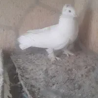 کبوتر|پرنده|یزد, |دیوار