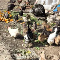 مرغ کرچ وتخمگذار محلی
