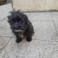 سگ شیدزو|سگ|خمینی‌شهر, |دیوار