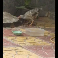 جوجه محلی بزرگ
