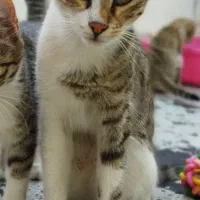 گمشده حوالی جاده همایون کوچه بیگلی/پاداش ویژه|حیوانات|زنجان, |دیوار