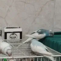 مرغ عشق نر هر سه تا نر|پرنده|رضویه, |دیوار