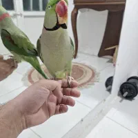 شاه طوطی