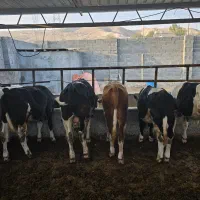 6گوساله نر سیمینتال اصل