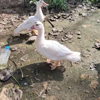 اردک اسراییلی سفید