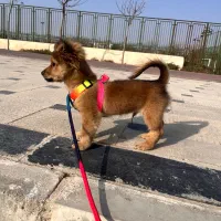 فروش سگ میکس اشپیتزو پامر روباهی