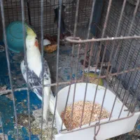 عروسهلندی|پرنده|راسک, |دیوار