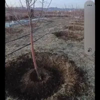 کارگر بیل زنی باغ