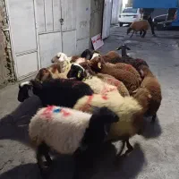 گوسفند زنده غرب تهران پرواری وکم دنبه با قصاب