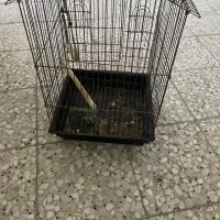 قفس پرنده