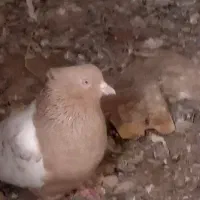 سینیی شیرازی دم سفیدا