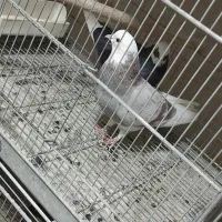 کفتر ۲۰۰|پرنده|مشکین‌دشت, |دیوار