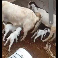 خرید کهره ماده نژاد خوب