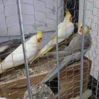 فروش‌عروس‌هلندی