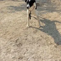 واگذاری سگ|سگ|بندر ماهشهر, |دیوار