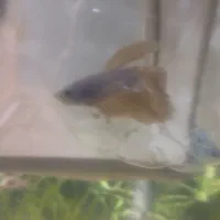 فروش لوازم آکواریوم فایتر نر|ماهی|بوکان, |دیوار