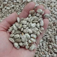 فروش عمده لوبیا ابلق