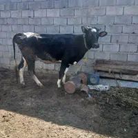 گاو هنشتاین شیری