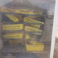 دستگاه جوجه کشی ققنوس