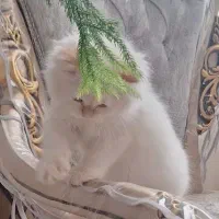 واگذاری گربه|گربه|نیشابور, شهرک فرهنگیان|دیوار