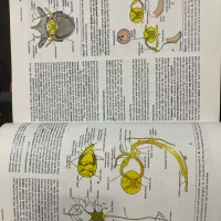 آناتومی اسنل پزشکی ویرایش ۱۰|کتاب و مجله آموزشی|رشت, منظریه|دیوار