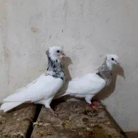 جفت نروماده طوق سرور بی عیب هفت رنگ|پرنده|ششده و قره بلاغ, |دیوار