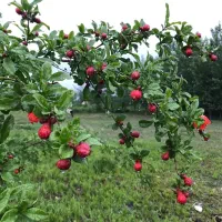 زمین-باغ-با-کوچه-اختصاصی