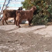 فروش فوری دو راس بزغاله ماده دوقلو خانگی|حیوانات مزرعه|کنگاور, |دیوار