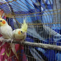 جفت عروس لوتینو دوکت|پرنده|رشت, منظریه|دیوار